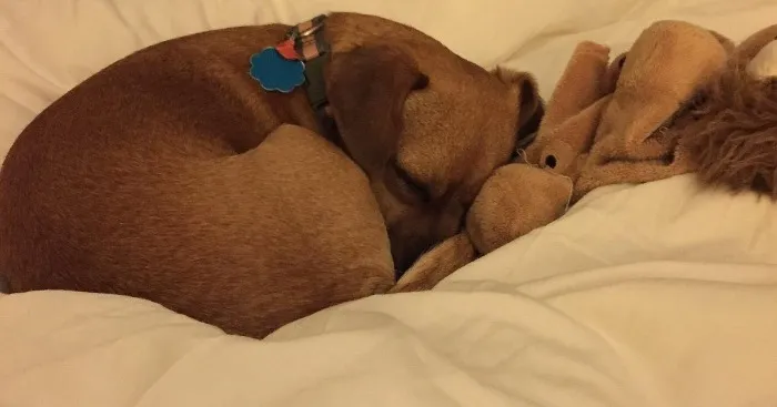 Padre Hotel Pet-Friendly Hotel