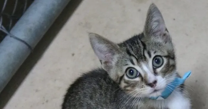 Tabby Animal Care Center